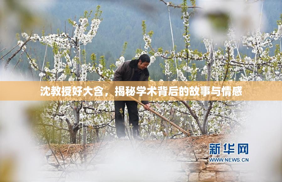 沈教授好大含，揭秘学术背后的故事与情感