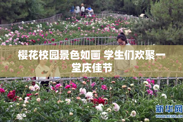 樱花校园景色如画 学生们欢聚一堂庆佳节