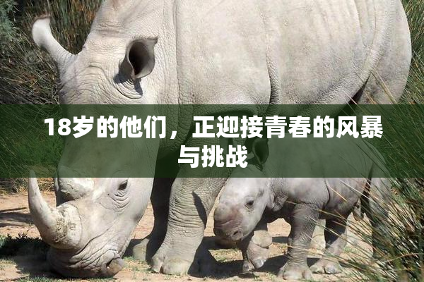 18岁的他们，正迎接青春的风暴与挑战