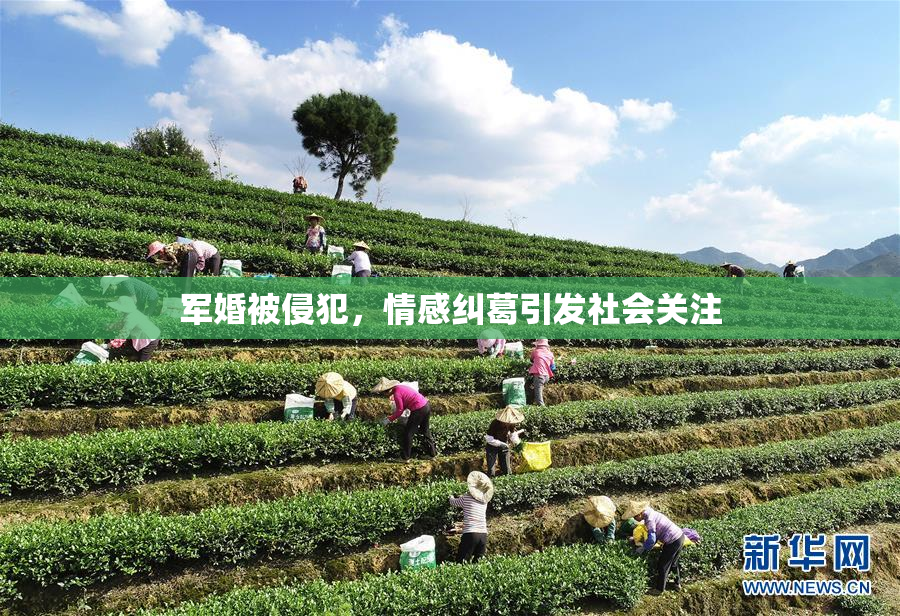 军婚被侵犯，情感纠葛引发社会关注