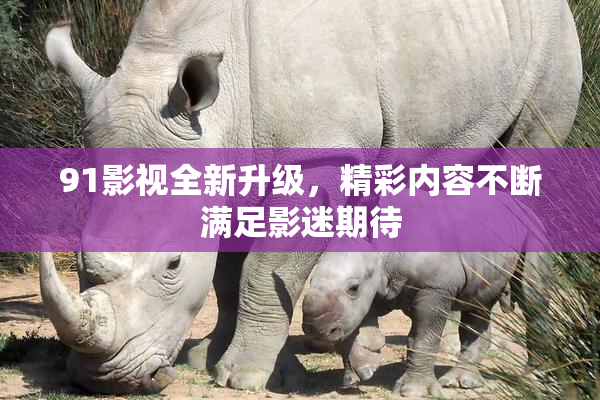91影视全新升级，精彩内容不断满足影迷期待