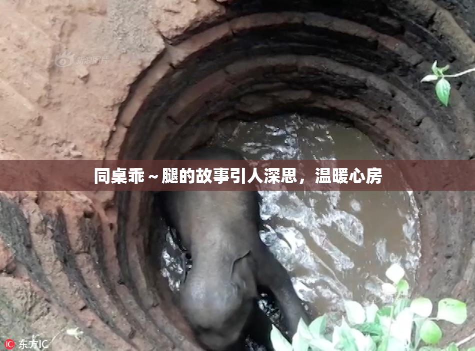 同桌乖～腿的故事引人深思，温暖心房