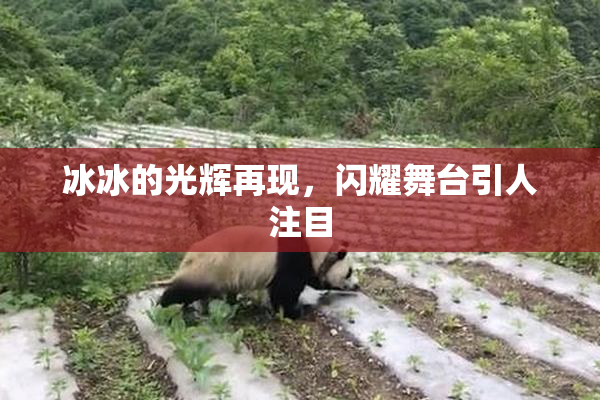 冰冰的光辉再现，闪耀舞台引人注目