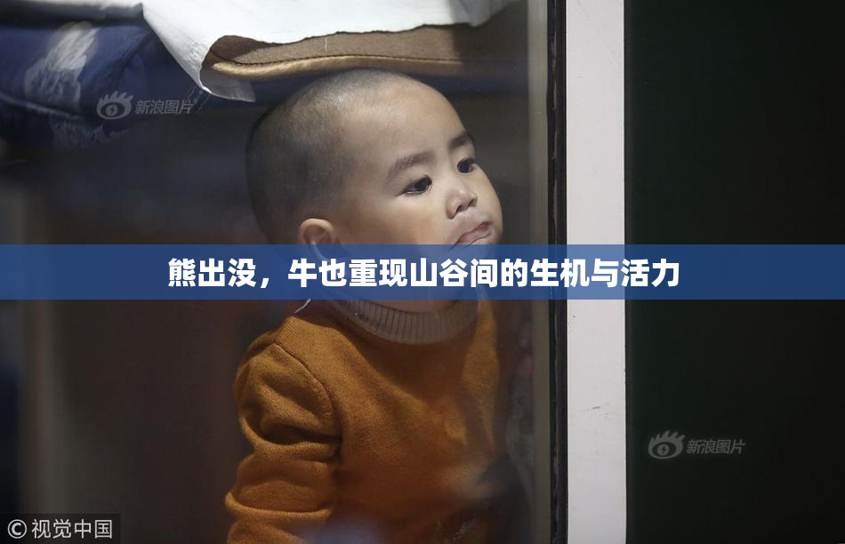 熊出没，牛也重现山谷间的生机与活力