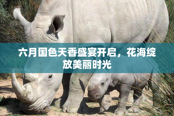 六月国色天香盛宴开启，花海绽放美丽时光