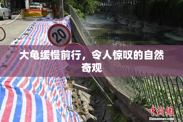 大龟缓慢前行，令人惊叹的自然奇观