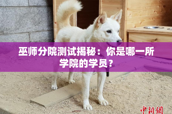 巫师分院测试揭秘：你是哪一所学院的学员？