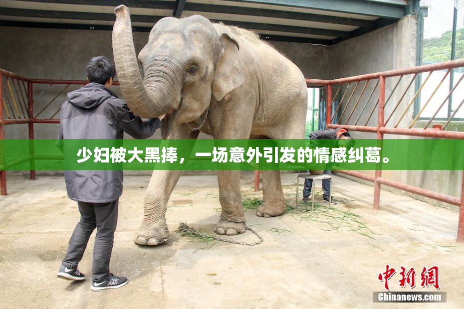 少妇被大黑捧，一场意外引发的情感纠葛。