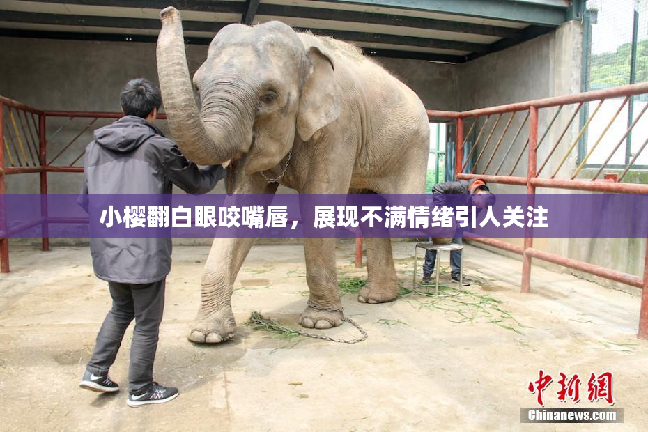 小樱翻白眼咬嘴唇，展现不满情绪引人关注