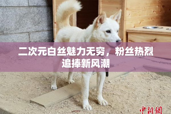 二次元白丝魅力无穷，粉丝热烈追捧新风潮