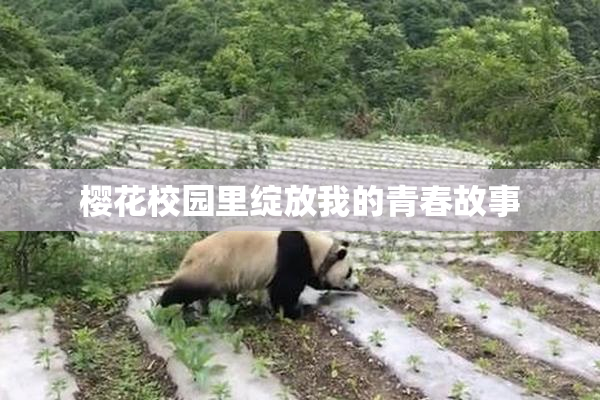 樱花校园里绽放我的青春故事