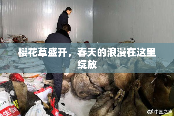 樱花草盛开，春天的浪漫在这里绽放
