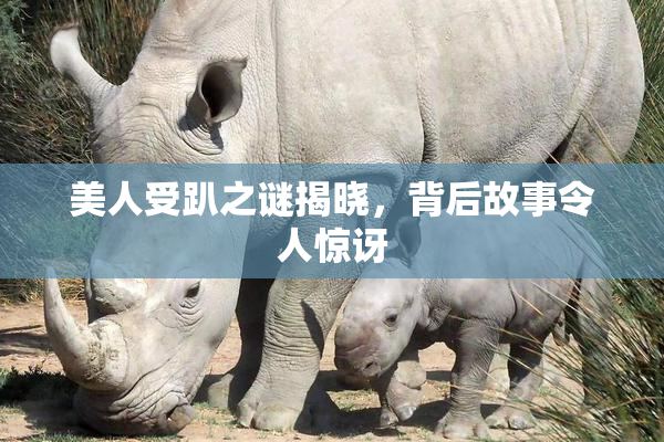 美人受趴之谜揭晓，背后故事令人惊讶