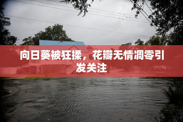 向日葵被狂揉，花瓣无情凋零引发关注