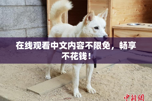 在线观看中文内容不限免，畅享不花钱！