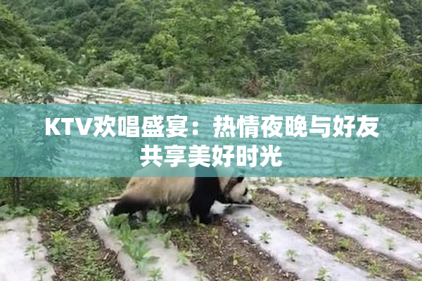 KTV欢唱盛宴：热情夜晚与好友共享美好时光