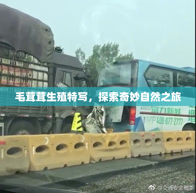 毛茸茸生殖特写，探索奇妙自然之旅