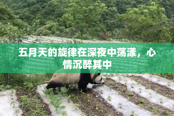 五月天的旋律在深夜中荡漾，心情沉醉其中
