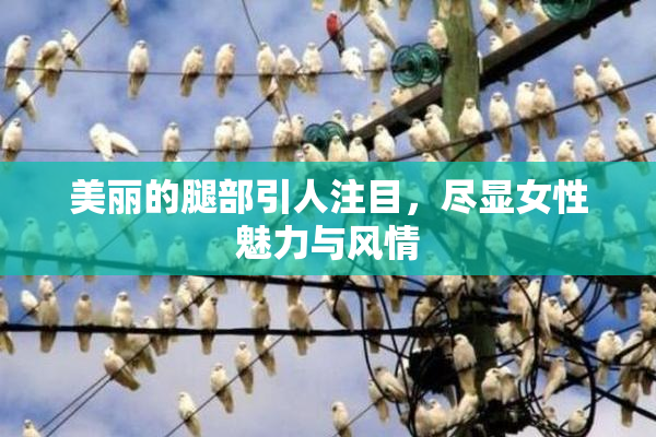 美丽的腿部引人注目,尽显女性魅力与风情