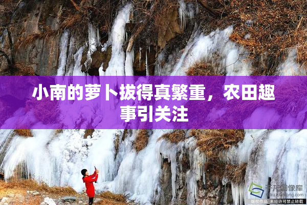 小南的萝卜拔得真繁重,农田趣事引关注