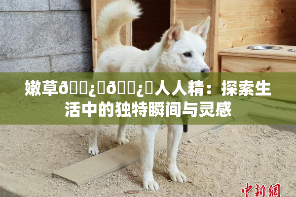 嫩草🌿🌿人人精:探索生活中的独特瞬间与灵感