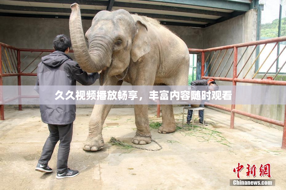 久久视频播放畅享，丰富内容随时观看