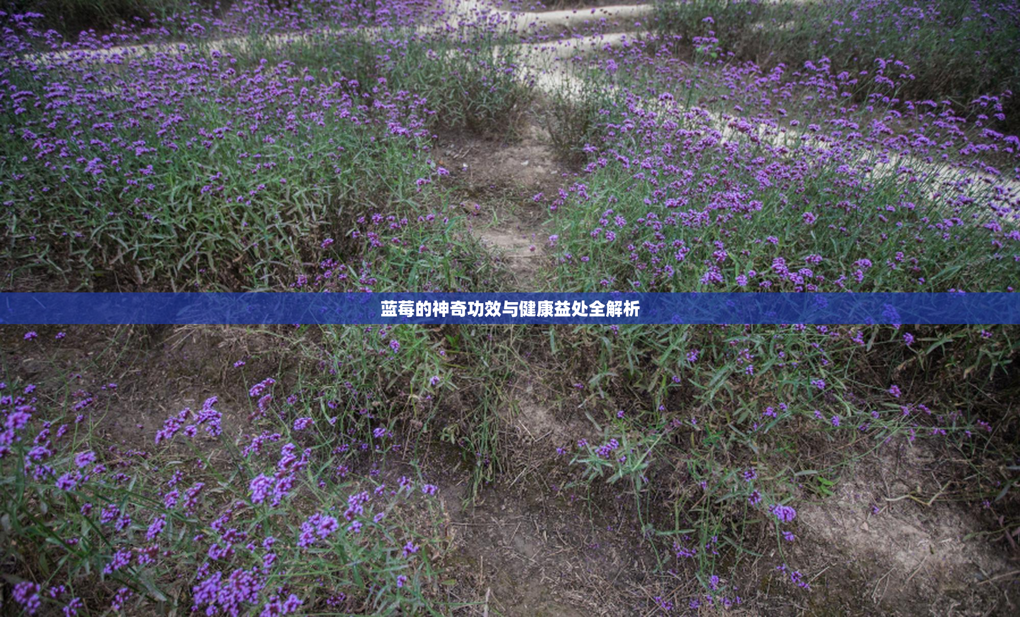 蓝莓的神奇功效与健康益处全解析