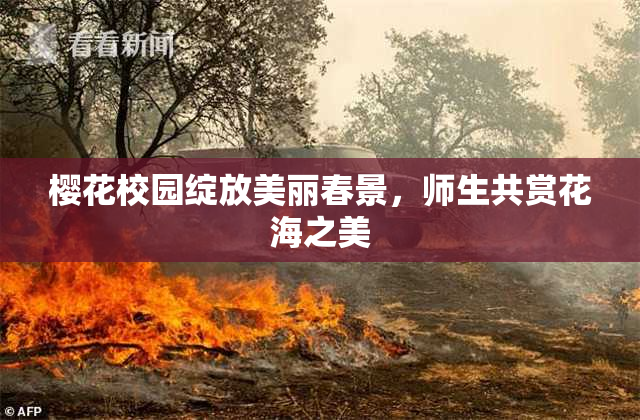 樱花校园绽放美丽春景，师生共赏花海之美