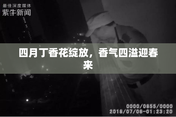 四月丁香花绽放，香气四溢迎春来