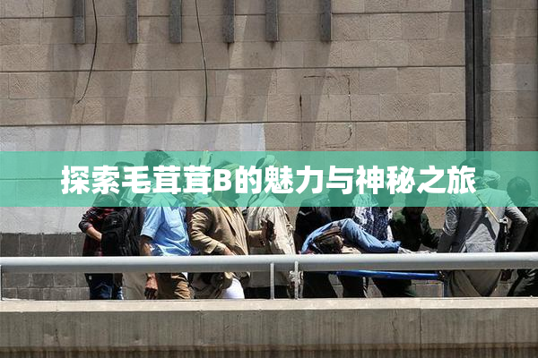探索毛茸茸B的魅力与神秘之旅