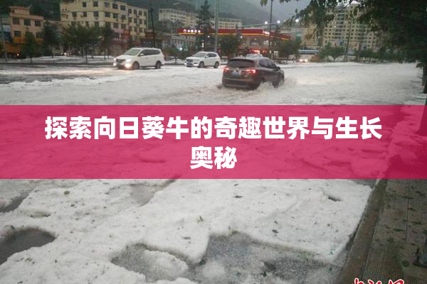 探索向日葵牛的奇趣世界与生长奥秘