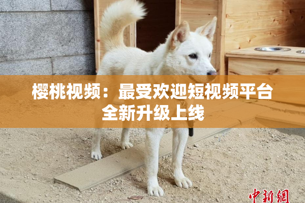樱桃视频：最受欢迎短视频平台全新升级上线