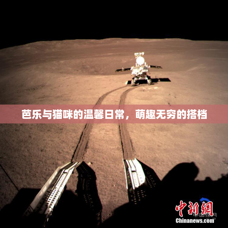 芭乐与猫咪的温馨日常，萌趣无穷的搭档