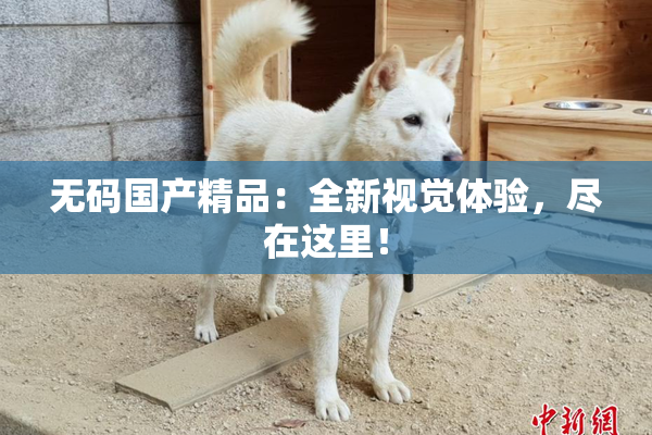 无码国产精品：全新视觉体验，尽在这里！