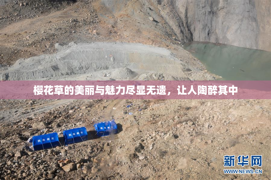 樱花草的美丽与魅力尽显无遗，让人陶醉其中