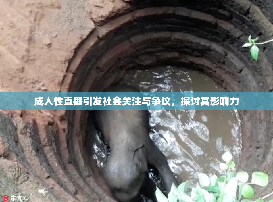 成人性直播引发社会关注与争议，探讨其影响力