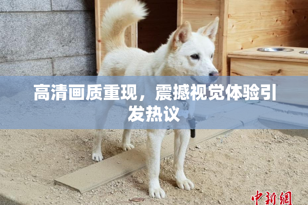 高清画质重现，震撼视觉体验引发热议