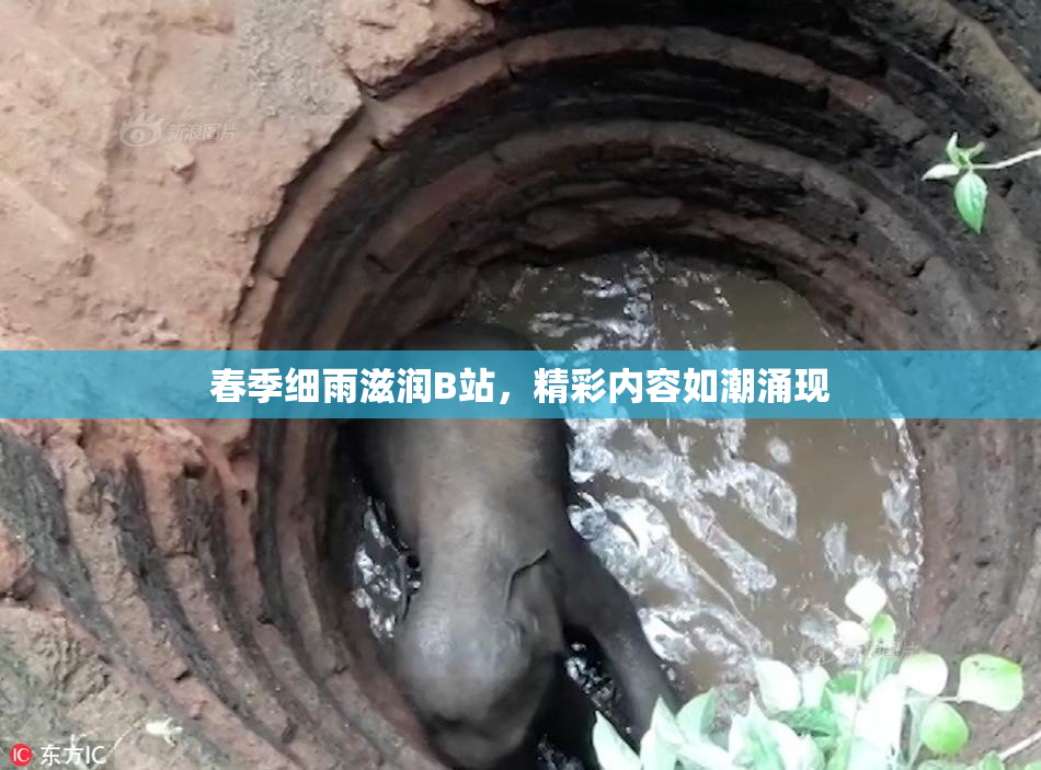 春季细雨滋润B站，精彩内容如潮涌现