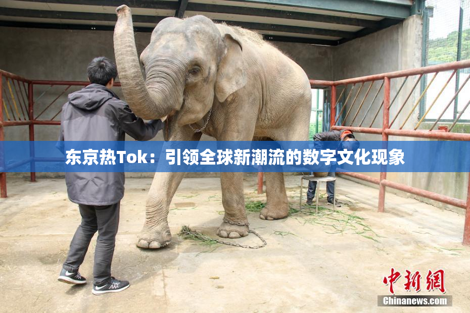 东京热Tok：引领全球新潮流的数字文化现象