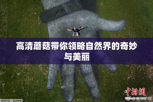 高清蘑菇带你领略自然界的奇妙与美丽