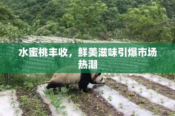 水蜜桃丰收，鲜美滋味引爆市场热潮