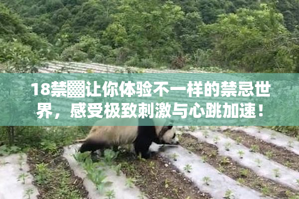 18禁▓让你体验不一样的禁忌世界，感受极致刺激与心跳加速！