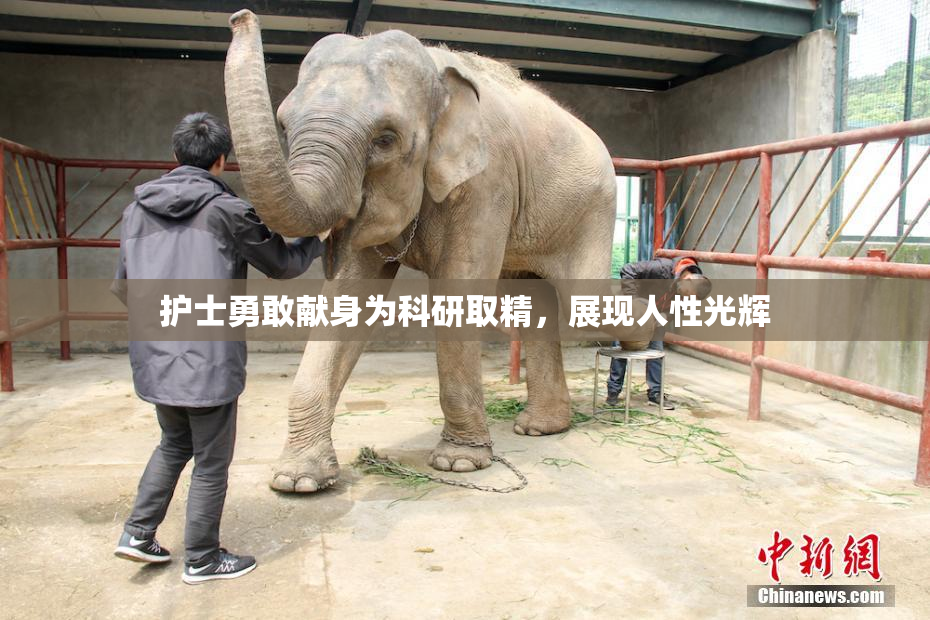 护士勇敢献身为科研取精，展现人性光辉