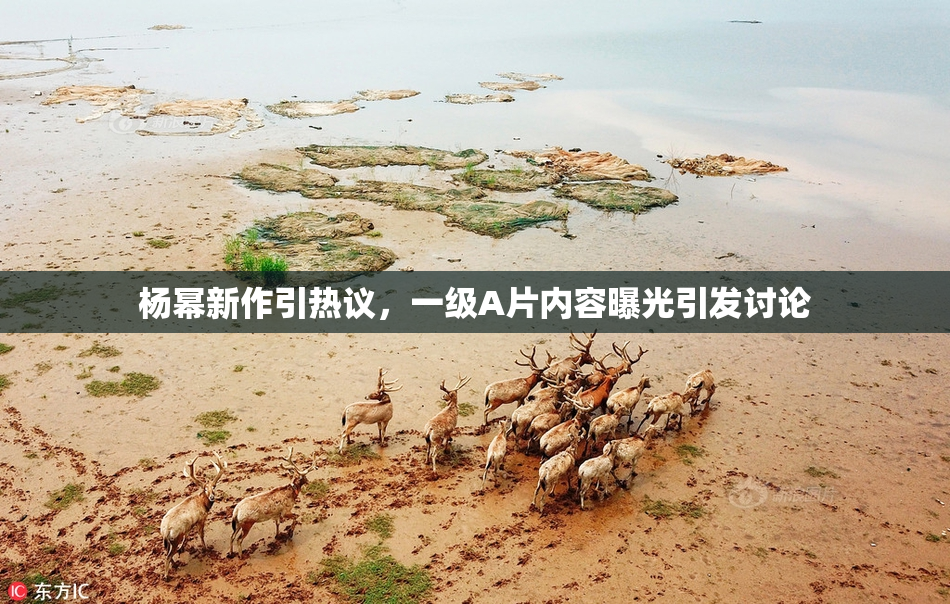 杨幂新作引热议，一级A片内容曝光引发讨论