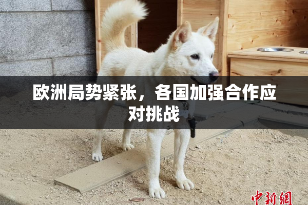 欧洲局势紧张，各国加强合作应对挑战