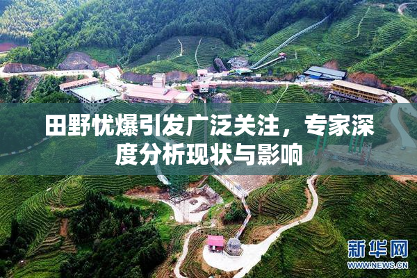 田野忧爆引发广泛关注，专家深度分析现状与影响