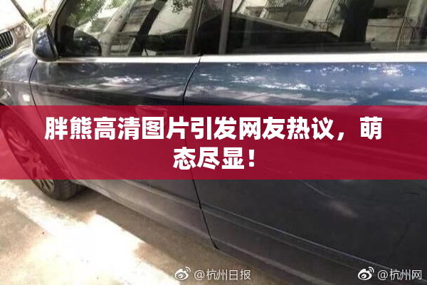 胖熊高清图片引发网友热议，萌态尽显！