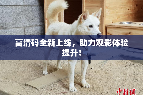高清码全新上线，助力观影体验提升！