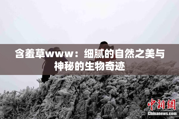 含羞草www：细腻的自然之美与神秘的生物奇迹