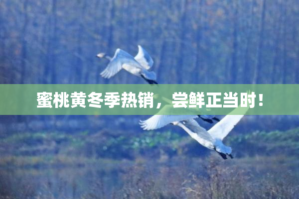 蜜桃黄冬季热销，尝鲜正当时！